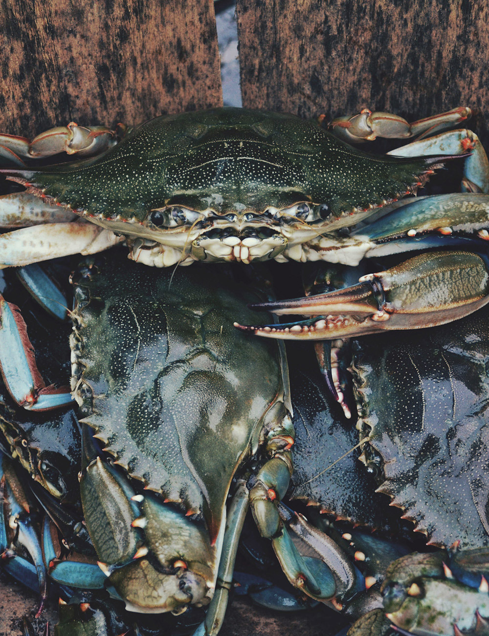 crabs-tall